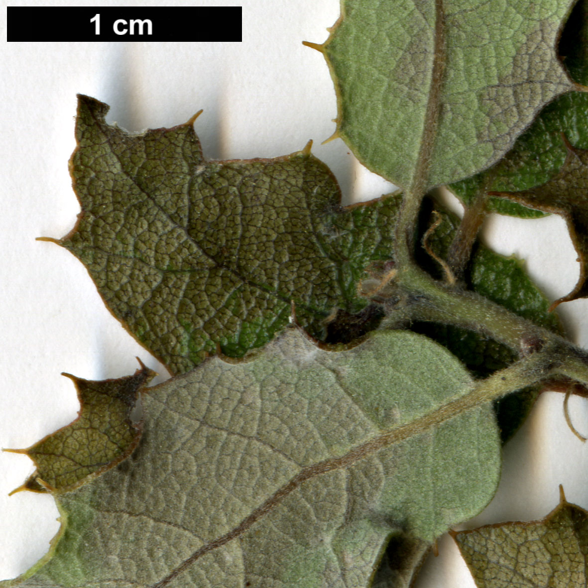 High resolution image: Family: Fagaceae - Genus: Quercus - Taxon: john-tuckeri × Q.kelloggii